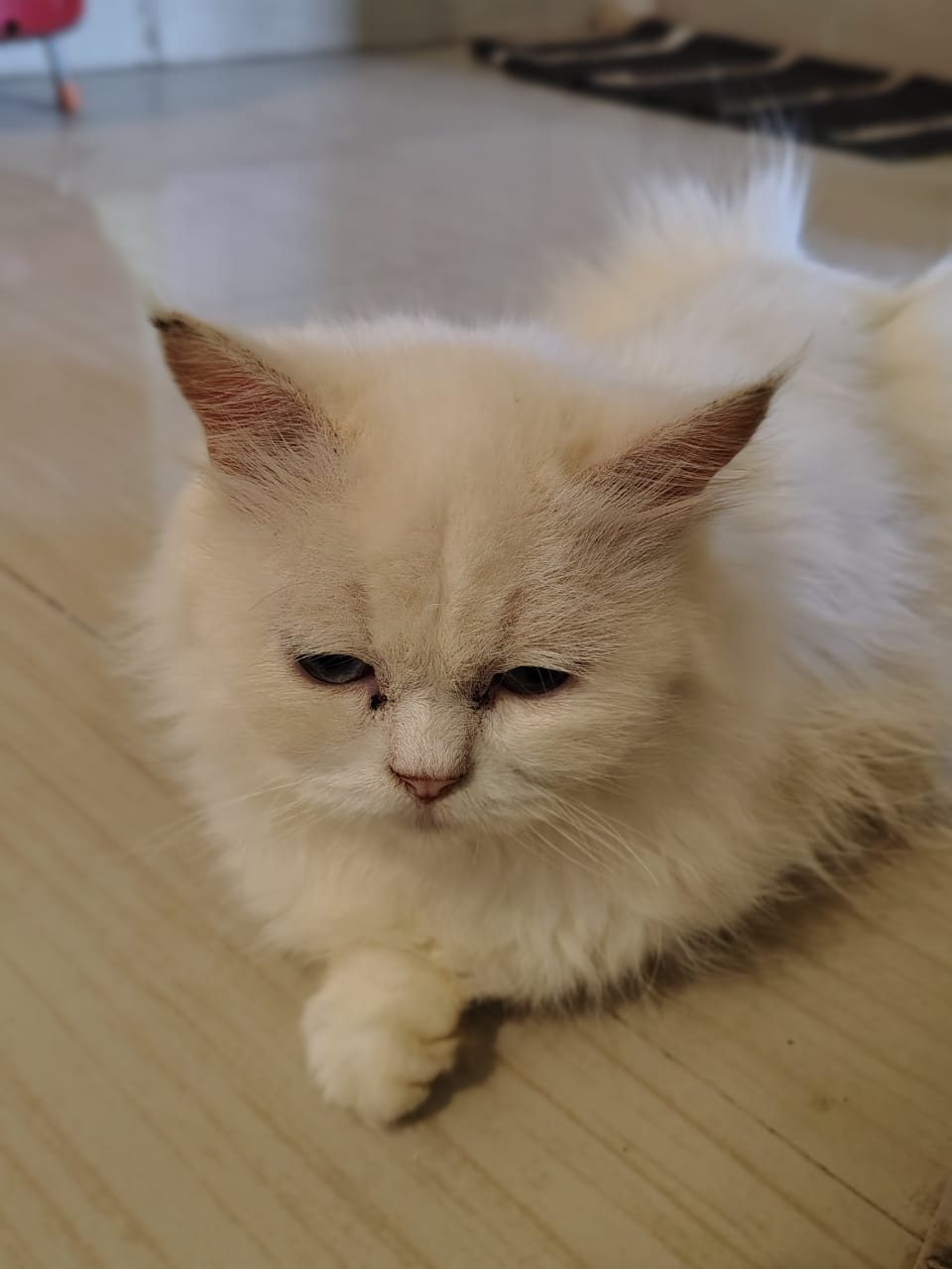 White cat is lost at Ghoghla. Please help to find it.8799180767 Chandrak aRaju Chauhan Diu Ghoghla govt dr. quotes A3/3.