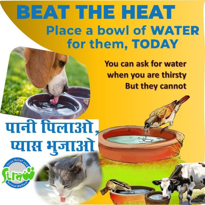 Keep water for stray dogs, cows and for birds. Summer is too tough for them. Be kind to stray animals and birds.